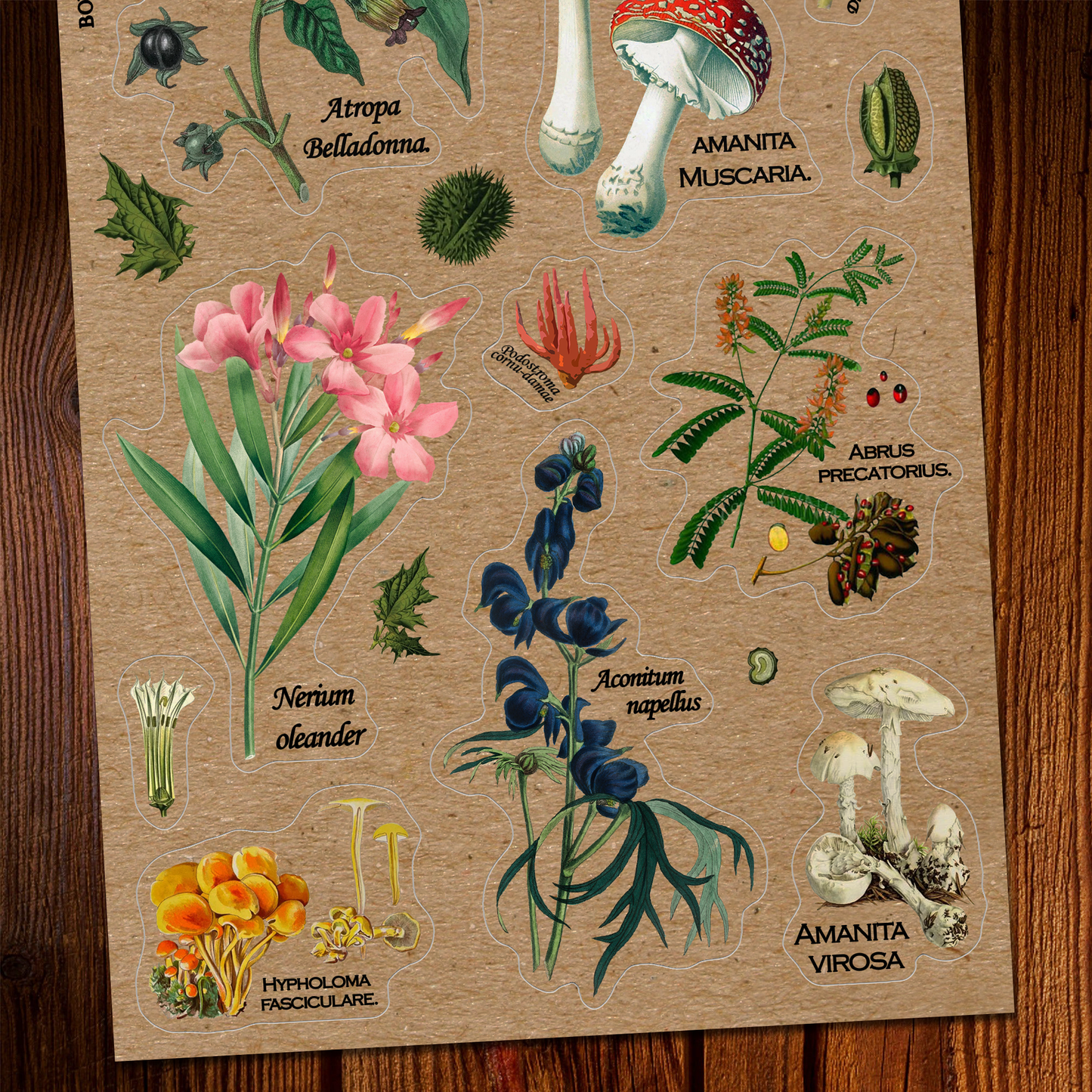 Poisonous Plants Sticker Sheet - Vintage Botany Mushroom: With J-Hook