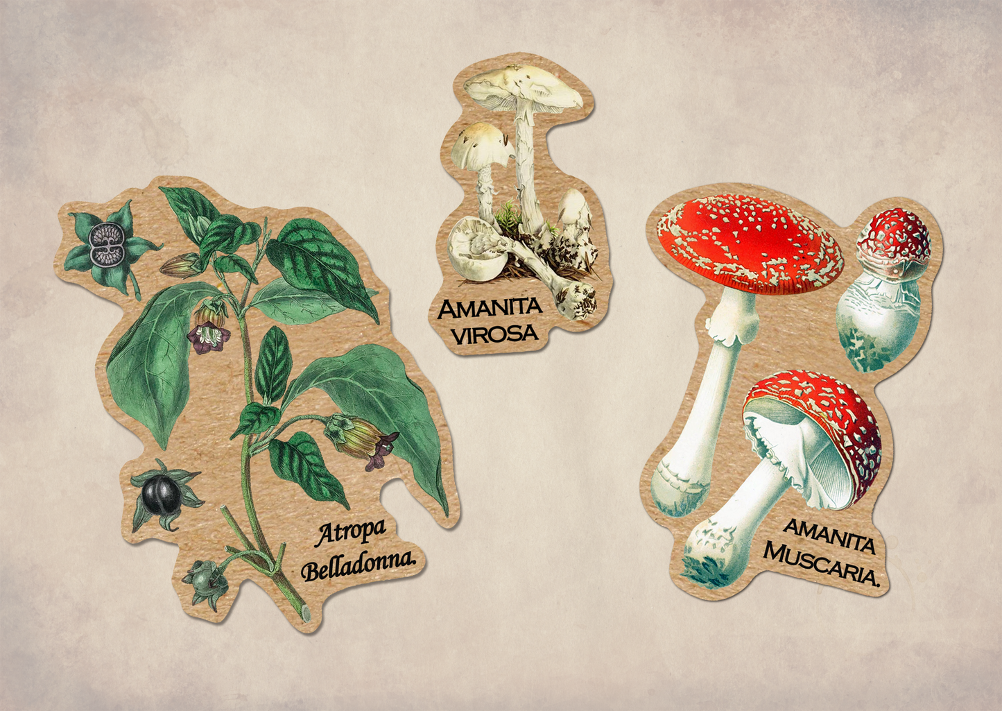 Poisonous Plants Sticker Sheet - Vintage Botany Mushroom: With J-Hook