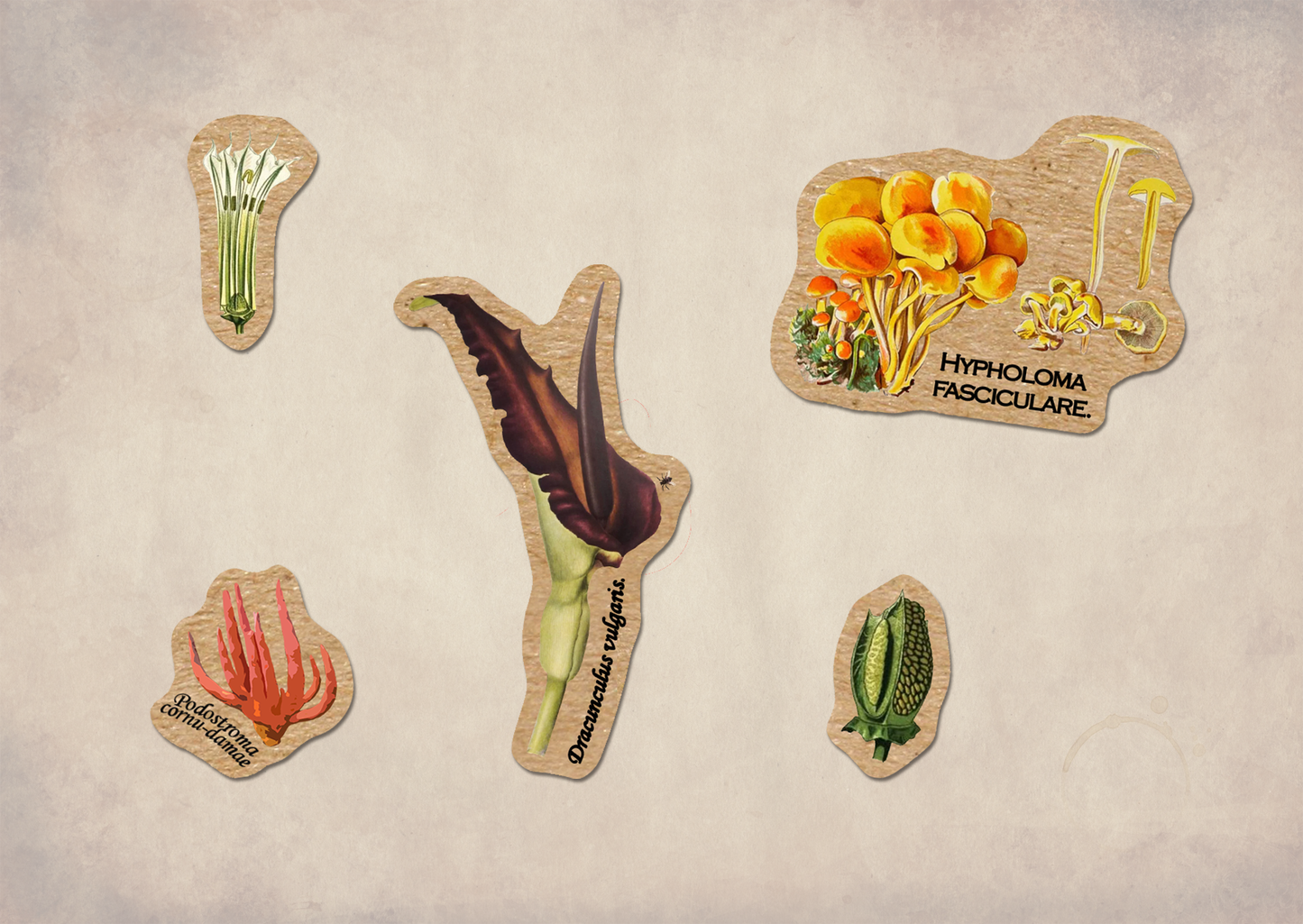 Poisonous Plants Sticker Sheet - Vintage Botany Mushroom: With J-Hook